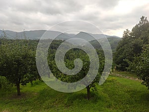 Serbia mountain Jelica green landscape DragaÄevo regio Serbia ÄŒaÄak